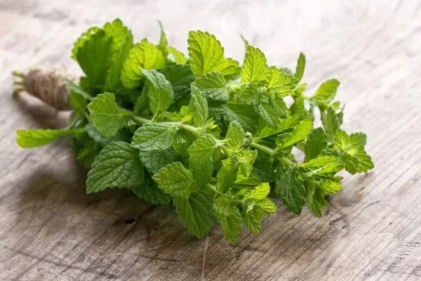 Hojas de Toronjil